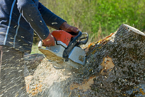 Best Tree Risk Assessment  in Yaphank, NY